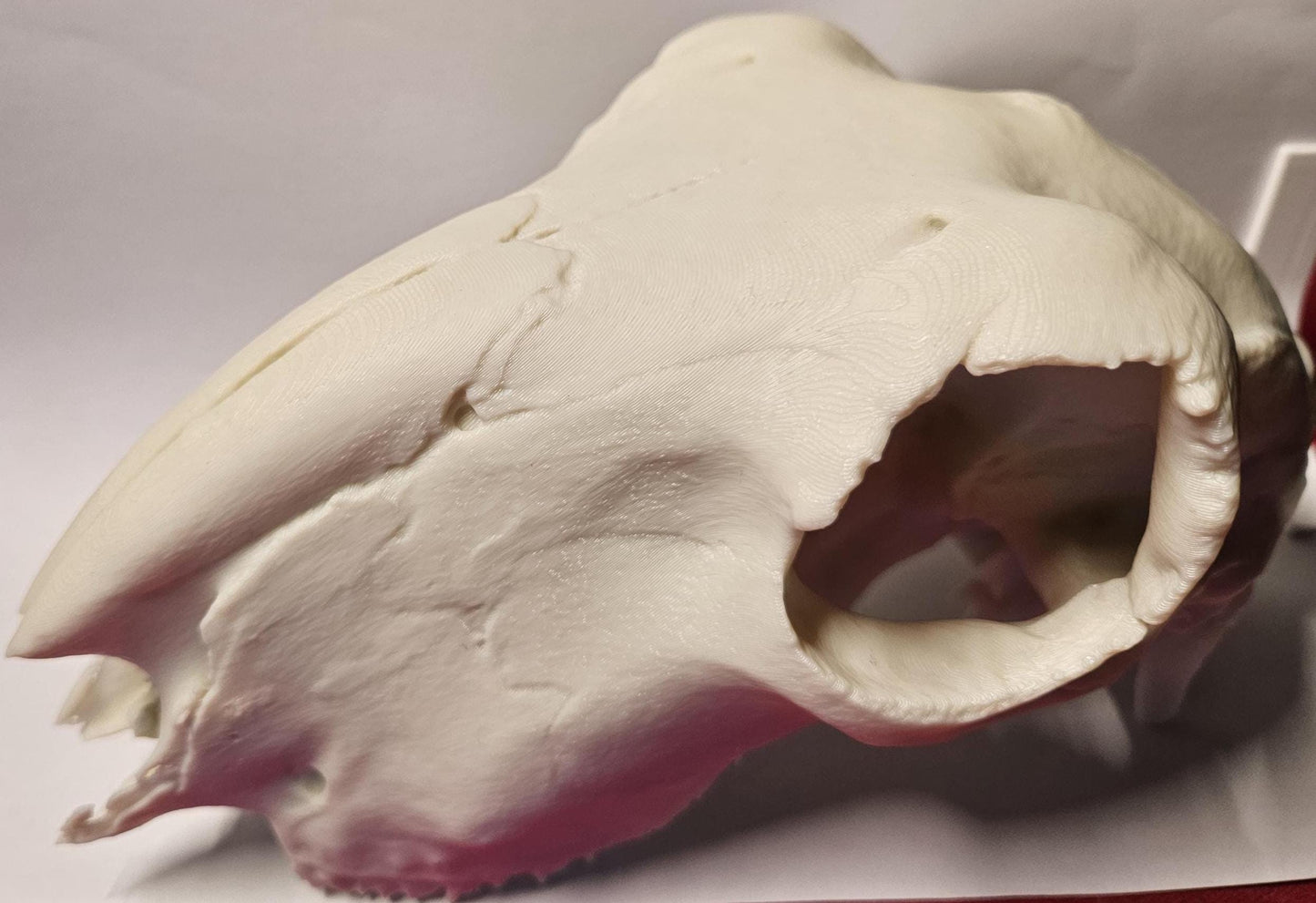 Sheep Skull Ornament 3d printed 1:1 size
