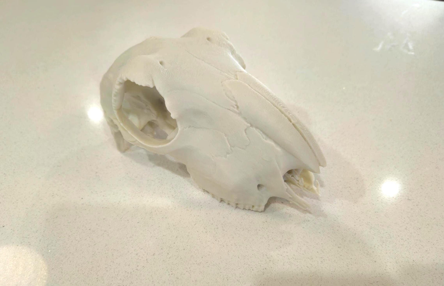 Sheep Skull Ornament 3d printed 1:1 size