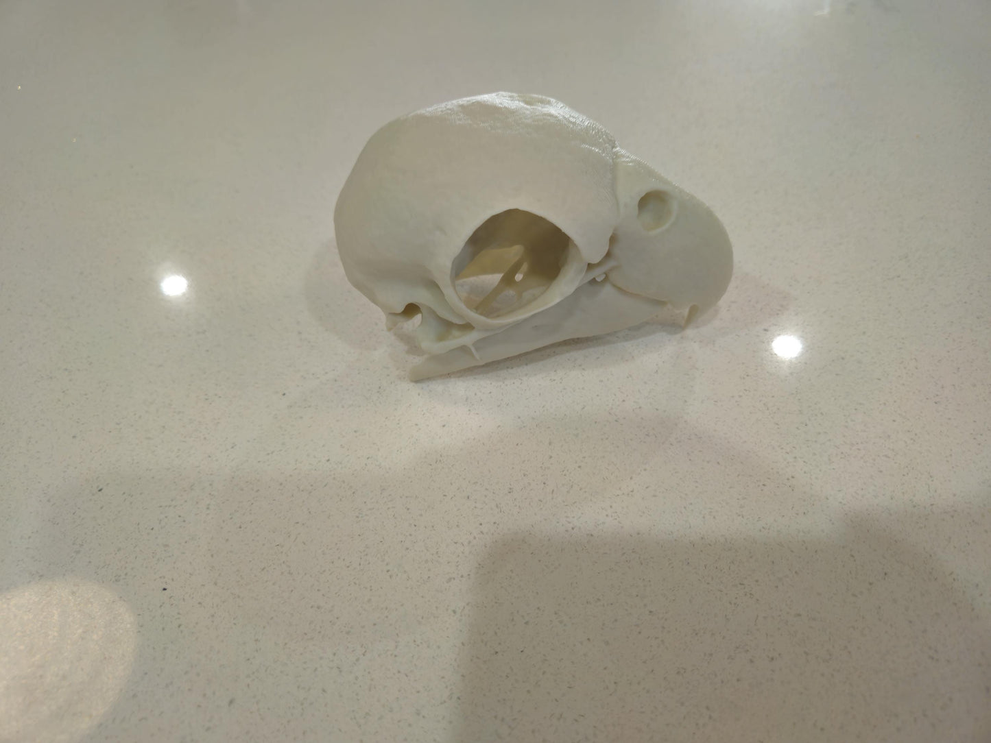 African Grey Parrot Skull 3d printed 1:1 size