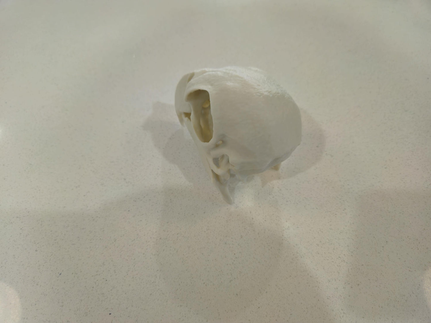African Grey Parrot Skull 3d printed 1:1 size