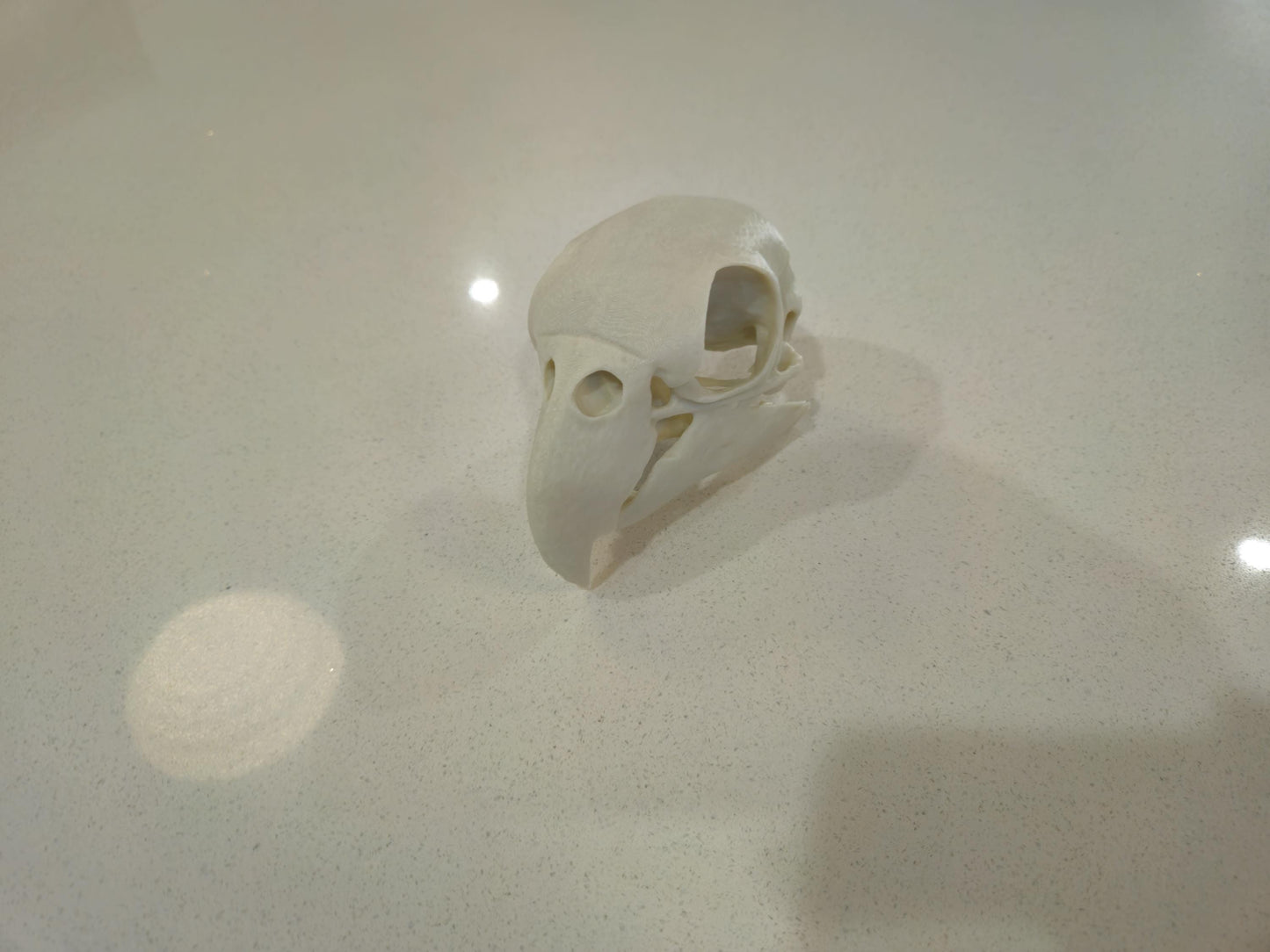 African Grey Parrot Skull 3d printed 1:1 size