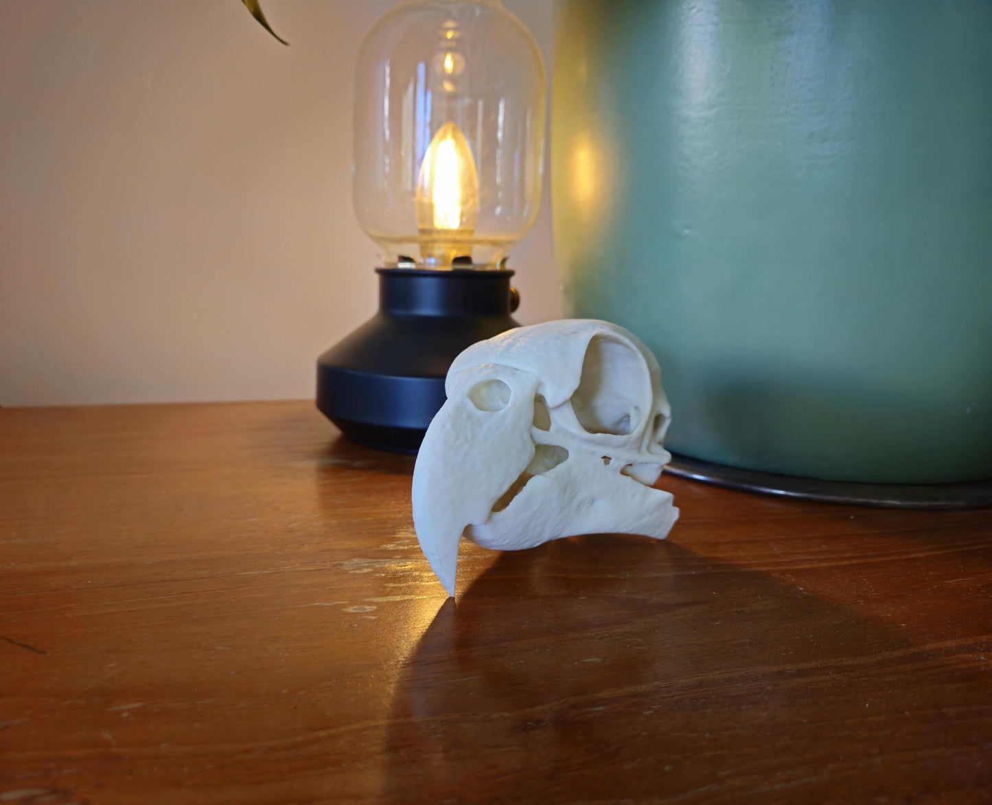 African Grey Parrot Skull 3d printed 1:1 size