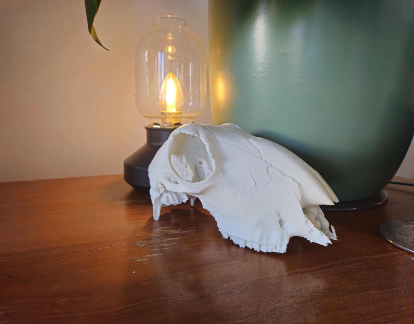 Sheep Skull Ornament 3d printed 1:1 size