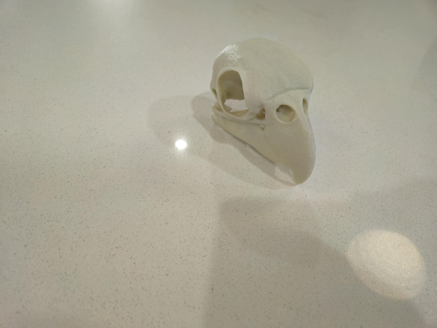 African Grey Parrot Skull 3d printed 1:1 size