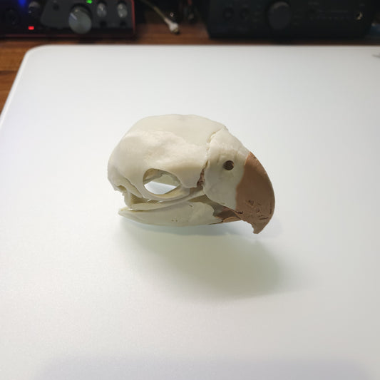 Scarlet Macaw Skull 1 to 1 Size 3d Printed Replica